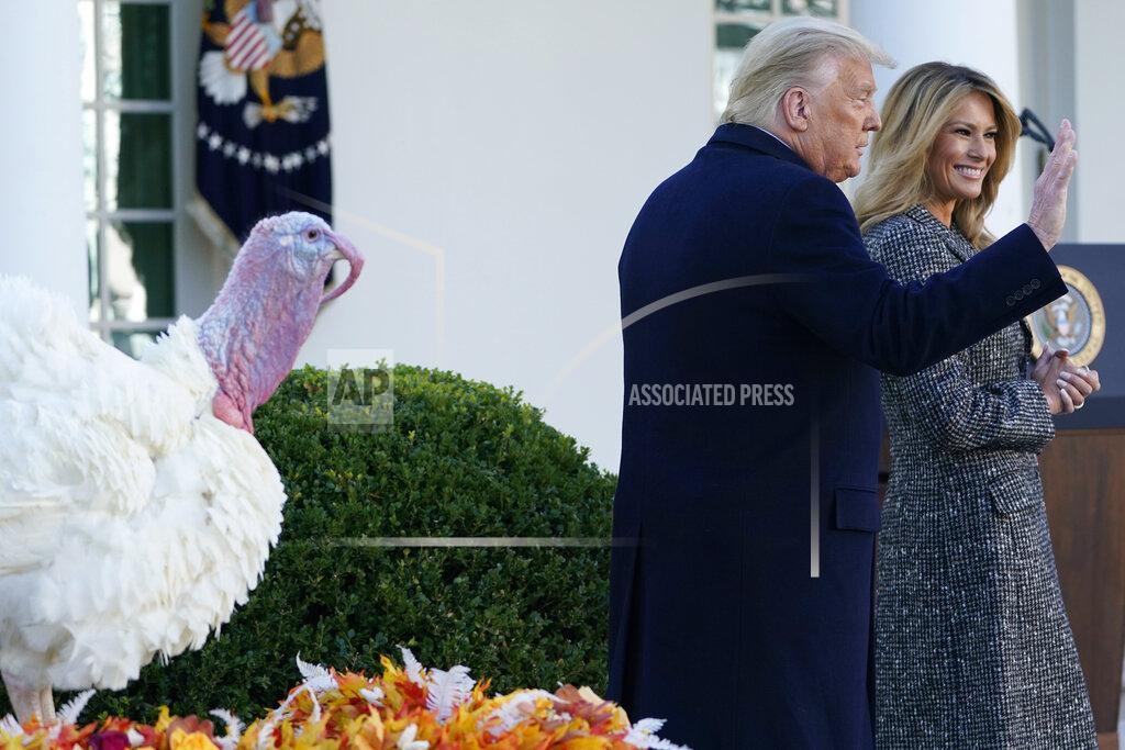 Susan Walsh President Donald Trump and first lady Melania Trump walk out of the Rose Garden of the White House, Tuesday, Nov. 24, 2020, in Washington, after pardoning Corn, the national Thanksgiving turkey. (AP Photo/Susan Walsh)