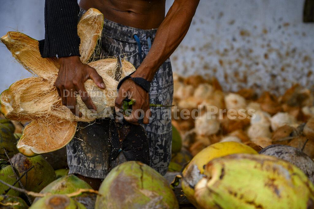 Indonesian Coconut Production Buy Photos AP Images DetailView