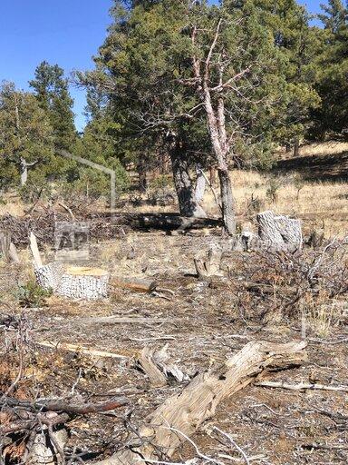 This undated image provided by the National Park Service shows the illegal harvest of alligator juniper trees at El Malpais National Monument near Grants, New Mexico. Park Service officials are asking the public for help to stop the illegal harvesting of the trees, which are considered rare due to their slow growth rate. (National Park Service via AP)