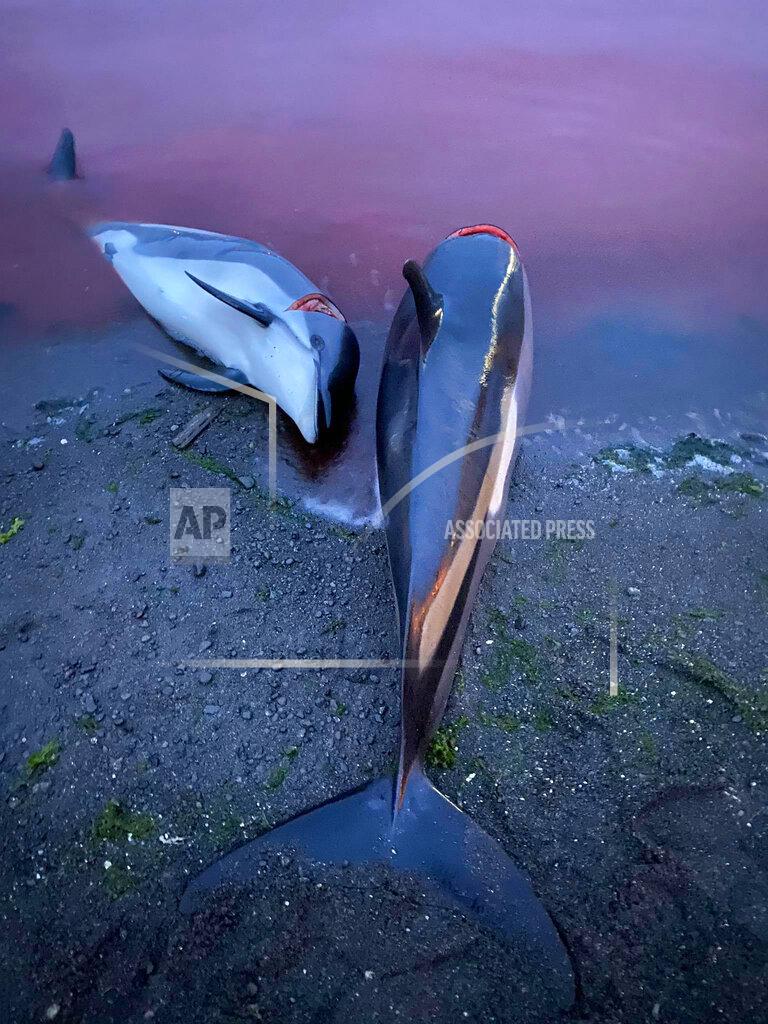 Uncredited In this image released by Sea Shepherd Conservation Society the carcasses of dead white-sided dolphins lay on a beach after being pulled from the blood-stained water on the island of Eysturoy which is part of the Faeroe Islands Sunday Sept. 12, 2021. The dolphins were part of a slaughter of 1,428 white-sided dolphins that is part of a four-century-old traditional drive of sea mammals into shallow water where they are killed for their meat and blubber. The hunt in the North Atlantic islands is not commercial and is authorized, but environmental activists claim it is cruel. (Sea Shepherd via AP)