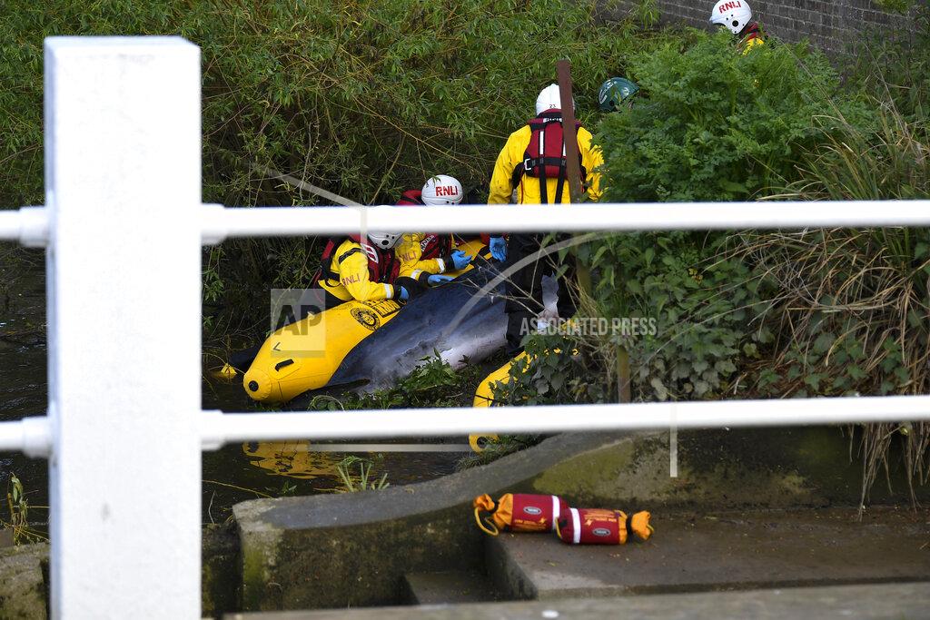 Alberto Pezzali Lifeboat workers attempt to assist a stranded young Minke whale on the River Thames near Teddington Lock, in London, Monday, May 10, 2021. A Port of London Authority spokesperson said a whale had never been seen this far up the Thames before, 95 miles from its mouth. The whale had been freed on Sunday after it became stuck at Richmond lock but has remained in the Thames. (AP Photo/Alberto Pezzali)