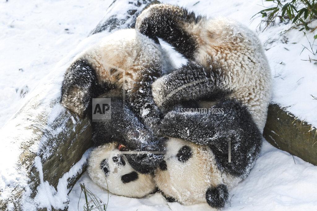 Kira Hofmann ADDS THE DATE - Panda siblings Paule, right, and Pit, left, play in the snow in their enclosure at the Zoo in Berlin, Germany, Friday, Feb. 12, 2021. (Kira Hofmann/dpa via AP)