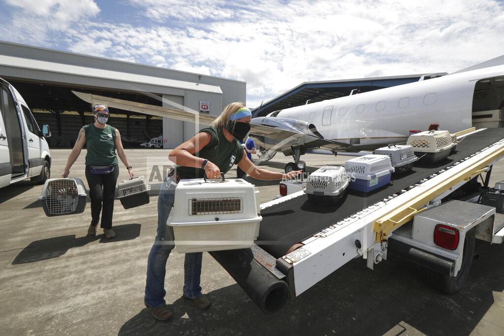 Steve Gonzales Houston SPCA staff members Linnea Wood, foreground, and Calista Stover carry pets from the Galveston Island Humane Society, onto a Wings of Rescue plane headed to Dallas/Fort Worth Tuesday, Aug. 25, 2020, in Houston, as Hurricane Laura threatens the Texas coast. (Steve Gonzales/Houston Chronicle via AP)