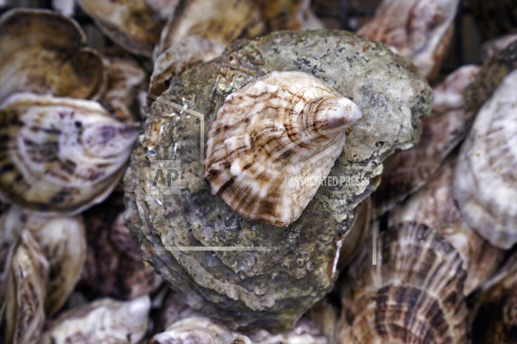 Charles Krupa A oyster ready for retail sale, top, rests on a large adult oyster, also known as an "Uglie", at Great Bay, Monday, May 3, 2021, in Durham, N.H. Thousands of Uglies from Maine, which were left to grow due to lack of retail demand of more than a year because of the virus outbreak, were relocated to Great Bay to enhance the shellfish species in New Hampshire coastal waters. (AP Photo/Charles Krupa)