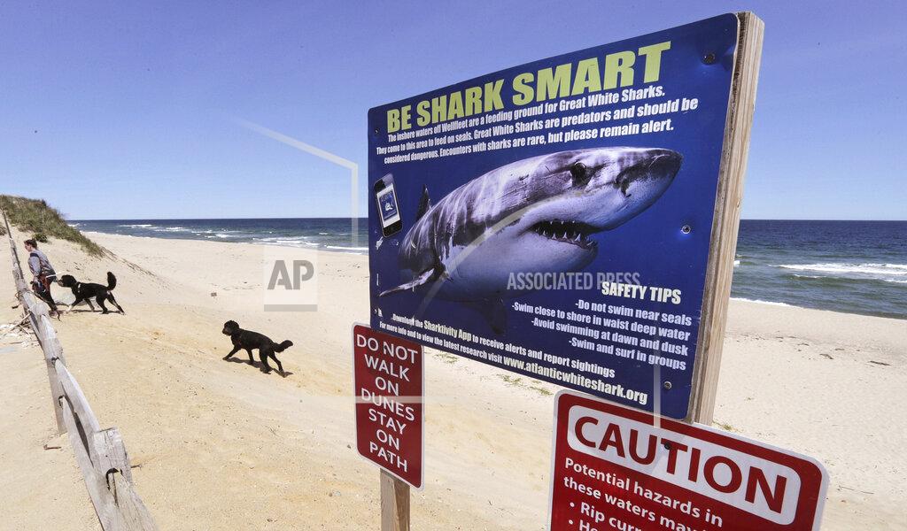 Charles Krupa FILE - A woman walks with her dogs behind a shark warning sign at Newcomb Hollow Beach in Wellfleet, Mass, on May, 22, 2019. The New England Aquarium and an environmental group are launching a project to use data collected about white shark sightings via an app to make beaches more safe. (AP Photo/Charles Krupa, File)
