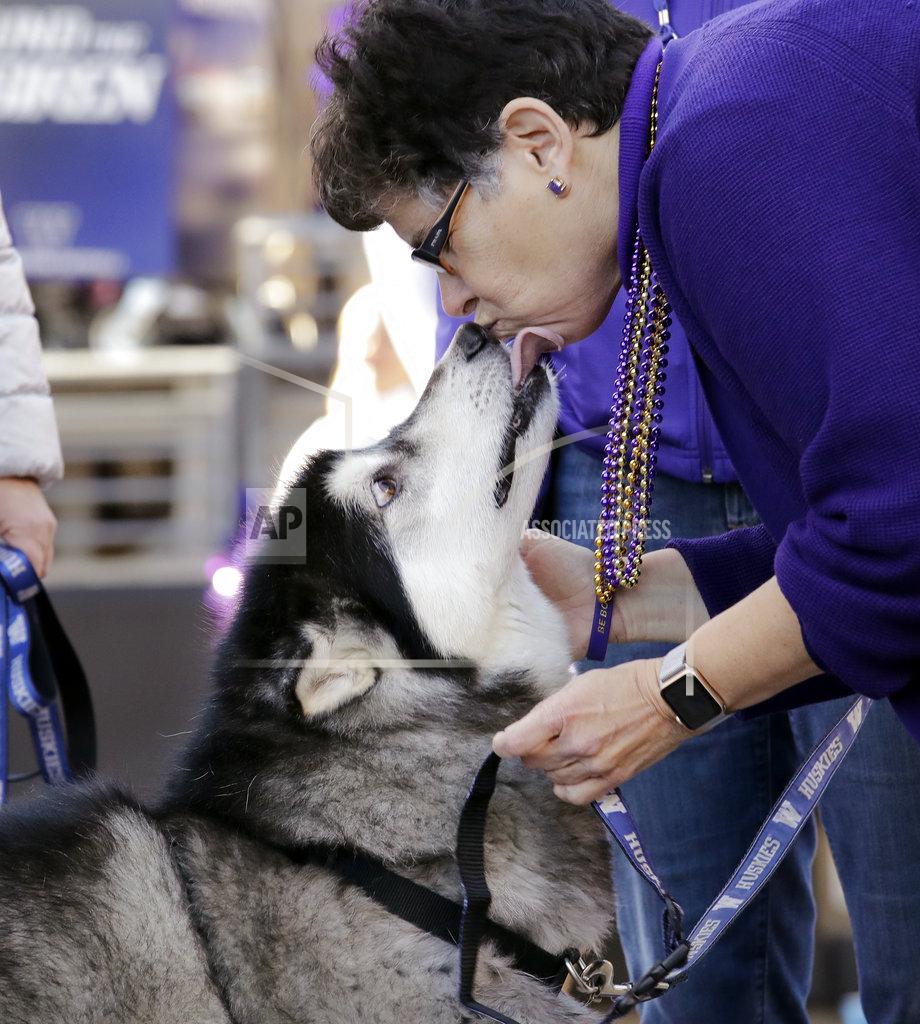 Elaine Thompson Washington mascot Dubs, an Alaskan Malamute, gives a kiss to university president Ana Mari Cauce during the first half of an NCAA college football game against Oregon State, Saturday, Nov. 17, 2018, in Seattle. The senior dog appeared at his last game Saturday,passing his collar to new mascot, Dubs II. (AP Photo/Elaine Thompson)