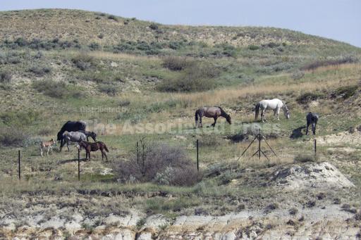 Beloved wild horses that roam Theodore Roosevelt Nation... - Vimarsana News