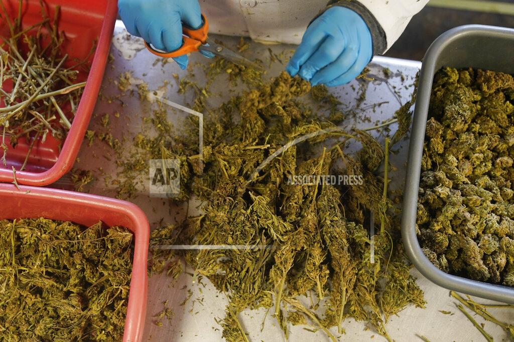Seth Wenig Dried hemp plants are sorted and trimmed at Hepworth Farms in Milton, N.Y., Monday, April 12, 2021. Last month, New York became the second-largest state to legalize recreational marijuana after California, with retail sales expected to begin as early as next year. (AP Photo/Seth Wenig)