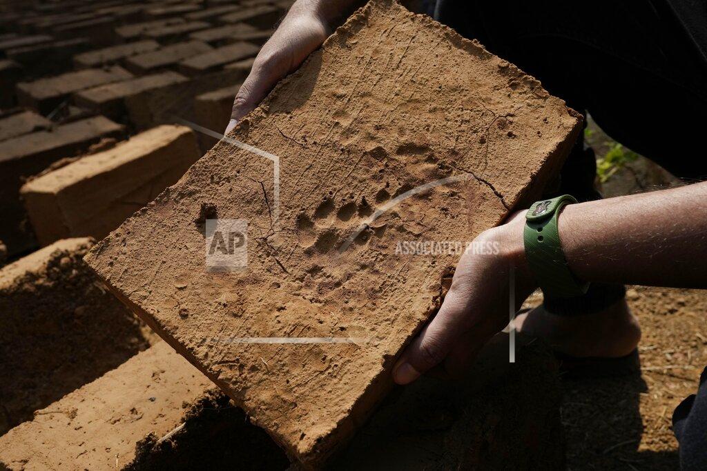 Rafiq Maqbool A paw mark of a cub is seen on a brick at Aarey Colony, which borders the south end of Sanjay Gandhi National Park, in Mumbai, India, Saturday, March 12, 2022. Los Angeles and Mumbai, India are the world’s only megacities of 10 million-plus where large felines breed, hunt and maintain territory within urban boundaries. Long-term studies in both cities have examined how the big cats prowl through their urban jungles, and how people can best live alongside them. (AP Photo/Rafiq Maqbool)