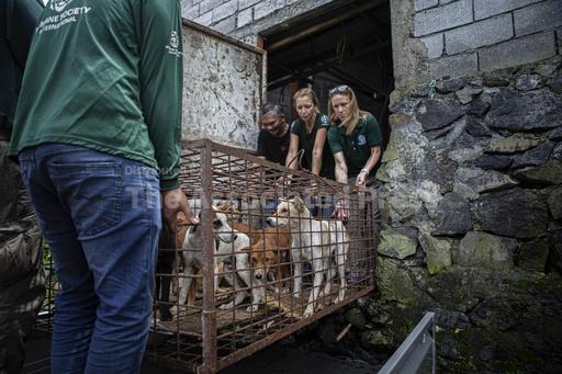 A notorious Indonesian animal market has ended its brutal dog and cat meat trade, campaigners say - Vimarsana News