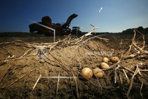 FILE — Potatoes await harvesting at Green Thumb Farms, Sept. 27, 2017, in Fryeburg, Maine. University of Maine researchers are trying to produce potatoes that can better withstand warming temperatures as the climate changes. (AP Photo/Robert F. Bukaty, File)