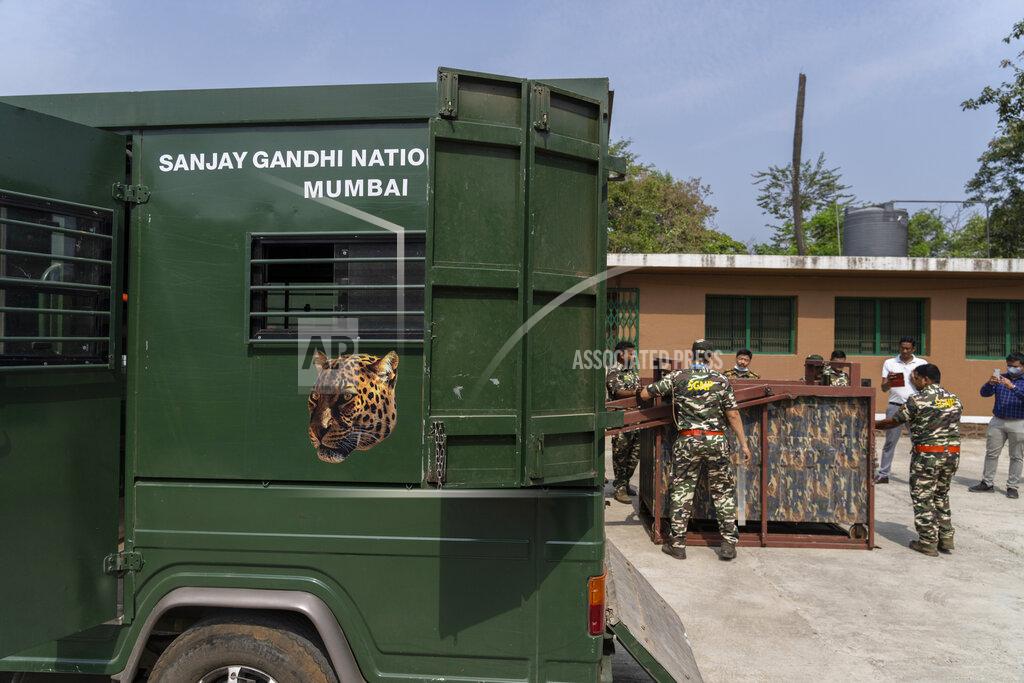 Rafiq Maqbool A team of Sanjay Gandhi National Park forest rangers conduct a demonstration of their rescue and conservation methods to visiting forest officials from across the country in Mumbai, India, Tuesday, April 5, 2022. Los Angeles and Mumbai, India are the world’s only megacities of 10 million-plus where large felines breed, hunt and maintain territory within urban boundaries. Long-term studies in both cities have examined how the big cats prowl through their urban jungles, and how people can best live alongside them. (AP Photo/Rafiq Maqbool)