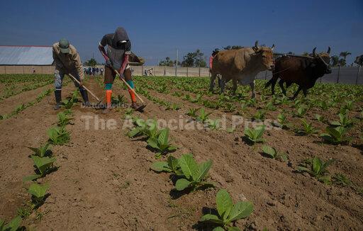 Cuba tobacco farmers recuperate after ruinous Hurricane Ian - Vimarsana News