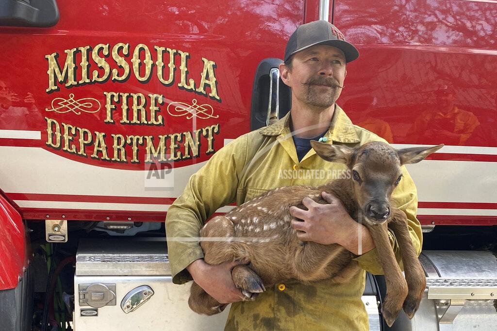 Uncredited In this photo provided by Nate Sink, the Missoula, Montana-based firefighter, cradles a newborn elk calf that he encountered in a remote, fire-scarred area of the Sangre de Cristo Mountains near Mora, N.M., on Saturday, May 21, 2022. Sink says he saw no signs of the calf's mother and helped transport the abandoned baby bull to a wildlife rehabilitation center to be raised alongside a surrogate gown elk. (Nate Sink via AP)