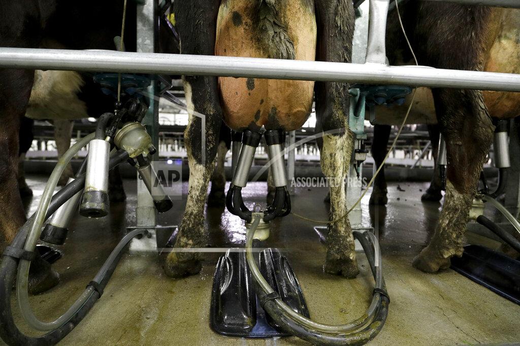 Mark Baker Cows are attached to a rotary milking machine on a farm near Oxford, New Zealand on Oct. 8, 2018. As Americans celebrate or fume over the new president-elect, many in Asia are waking up to the reality of a Joe Biden administration with decidedly mixed feelings. Relief and hopes of economic and environmental revival jostle with needling anxiety and fears of inattention. For New Zealand, there are aspirations to sell more milk and beef under a U.S. administration that’s more open to free trade. (AP Photo/Mark Baker)