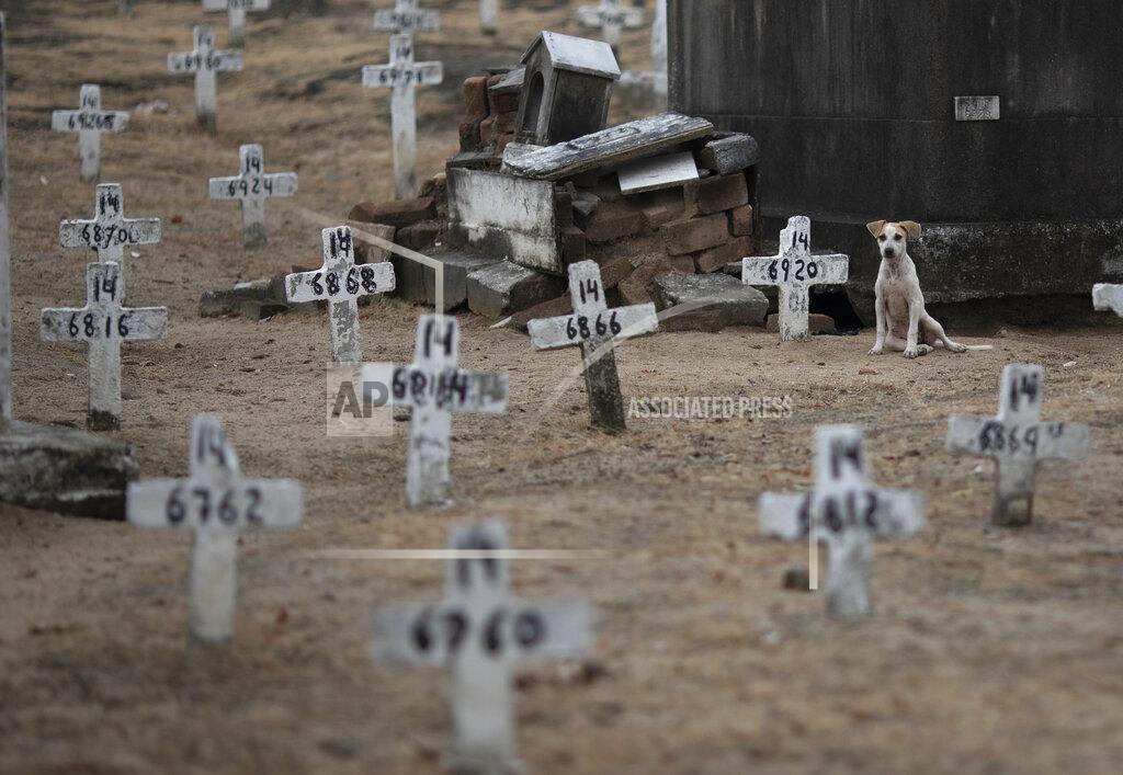 Silvia Izquierdo A dog sits next to numbered crosses at the Iraja cemetery, where many COVID-19 victims are buried in Rio de Janeiro, Brazil, Friday, Feb. 5, 2021. (AP Photo/Silvia Izquierdo)