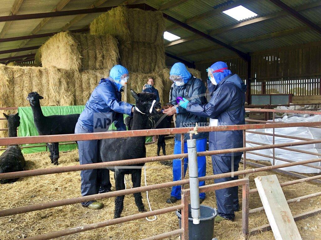 Claire Hayhurst Veterinary staff, who arrived with a police escort, surround Geronimo the Alpaca, at Shepherds Close Farm, before the animal was taken away on a trailer to an undisclosed location, in Wooton Under Edge, Gloucestershire, England, Tuesday, Aug. 31, 2021. British government veterinarians have rounded up Geronimo, an alpaca whose sentence of death made international headlines and pitted animal activists against the state. Veterinary staff in blue overalls, masks and goggles, backed by a group of police officers, arrived at the western England farm where the animal lives on Tuesday, and took Geronimo from his pen. The scene was witnessed by animal activists and journalists who have camped out at the farm in Wickwar, 110 miles (175 kilometers) west of London, vowing to stop the killing. (Claire Hayhurst/PA via AP)