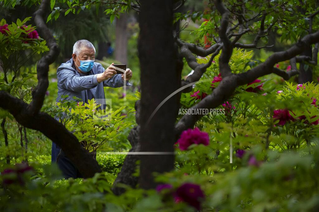 A man wearing a face mask to protect against the spread of the new coronavirus takes a photo of blossoms at a public park in Beijing, Saturday, April 25, 2020. China on Saturday reported no new deaths from the coronavirus for the 10th straight day. (AP Photo/Mark Schiefelbein)