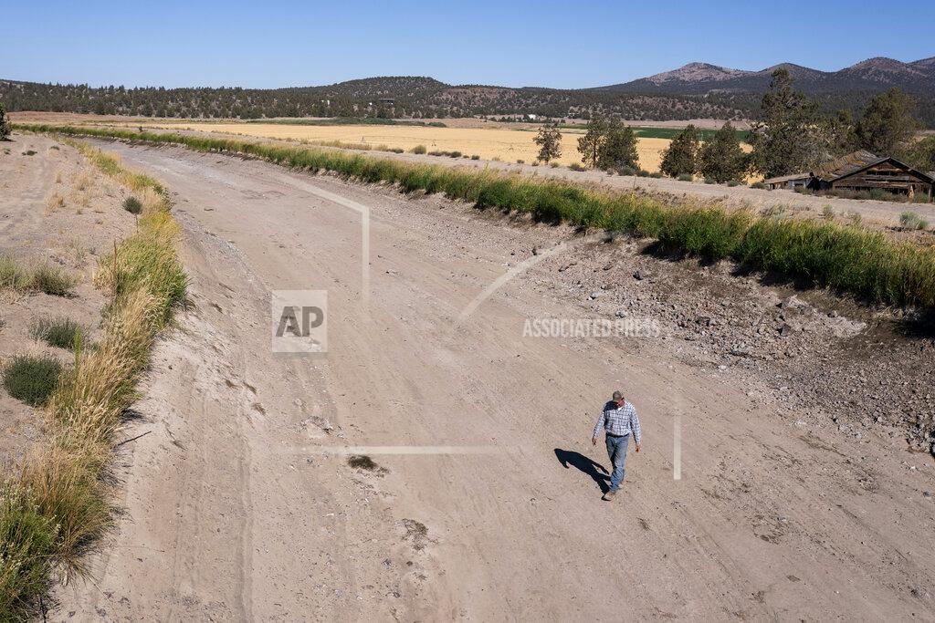 Nathan Howard Matt Lisignoli walks through an irrigation canal that ran dry in early August after the North Unit Irrigation District exhausted its allocated water on Wednesday, Sept. 1, 2021, near Madras, Ore. The stark contrast between the water haves and have-nots two hours southeast of Portland has brought new urgency to efforts to share the resource. "It's like the Wizard of Oz. ... It's shocking the difference," said Lisignoli, a farmer who got nearly five times more water on his land in one irrigation district than on his land in another. (AP Photo/Nathan Howard)