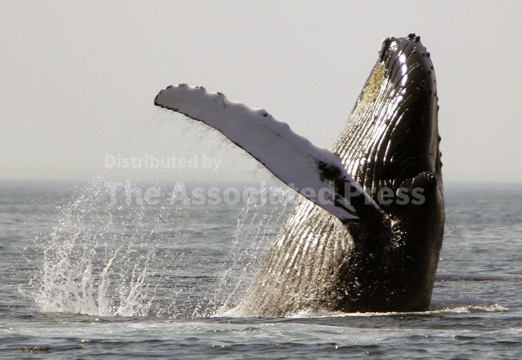 Whales and dolphins in American waters are losing food... - Vimarsana News
