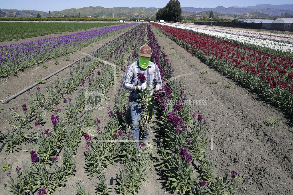 FILE - In this April 15, 2020, file photo, a farmworker, considered an essential worker under the current COVID-19 guidelines, covers his face as he works at a flower farm in Santa Paula, Calif. Gov. Gavin Newsom on Friday, July 24, 2020, pledged to do more to protect Latinos and essential workers from economic and health harms caused by the coronavirus pandemic, but he said he will do so by working with the Legislature, not acting on his own. (AP Photo/Marcio Jose Sanchez, File)