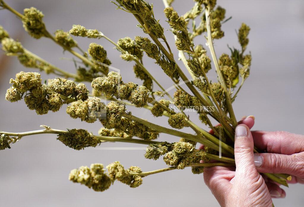 Matt Slocum Ashley Walsh, founder of Pocono Organics farm, holds hemp buds used for research at the farm adjacent to Pocono Raceway, Friday, June 25, 2021, in Long Pond, Pa. The 380 acre farm is the title sponsor for Saturday's NASCAR auto race, The Pocono Organics CBD 325, the first Cup race with a CBD sponsorship. (AP Photo/Matt Slocum)