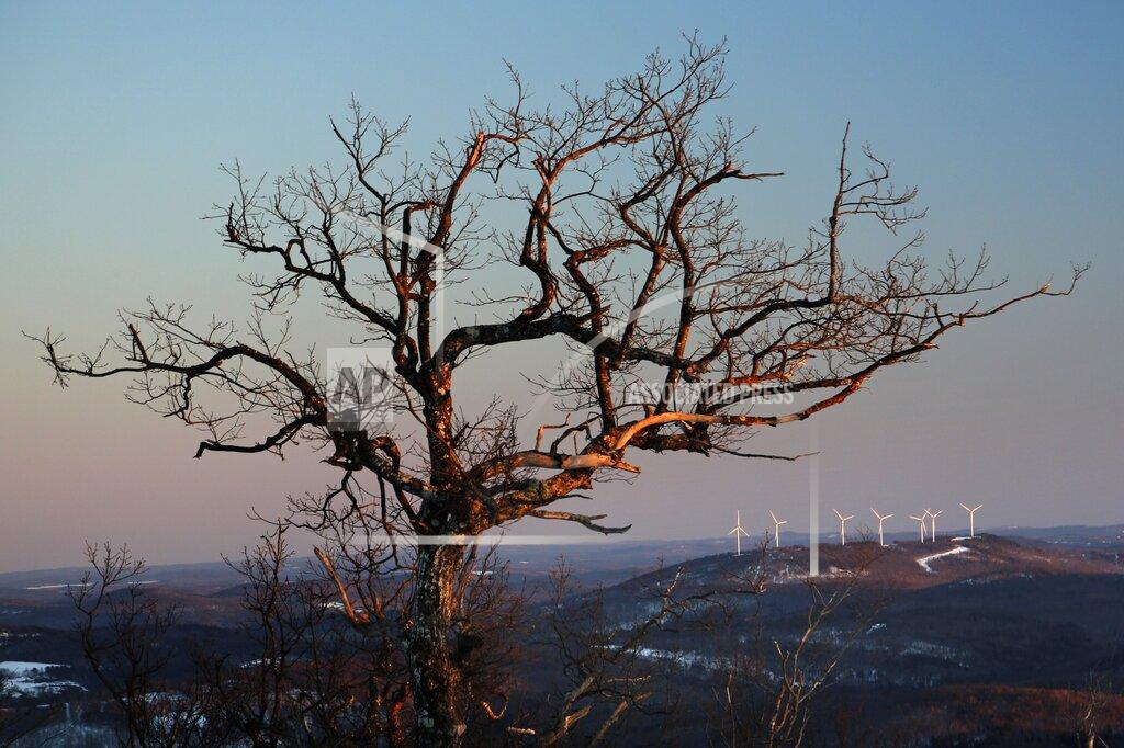 Robert F. Bukaty FILE - In this March 19, 2019 file photo, blades turn at a wind farm atop a hill behind a large tree in Canton, Maine. To save the planet, the world needs to tackle twin crises of climate change and species loss together, using solutions that fix both not just one, two different teams of United Nations scientists said in a joint report released on Thursday, June 10, 2021.(AP Photo/Robert F. Bukaty, File)