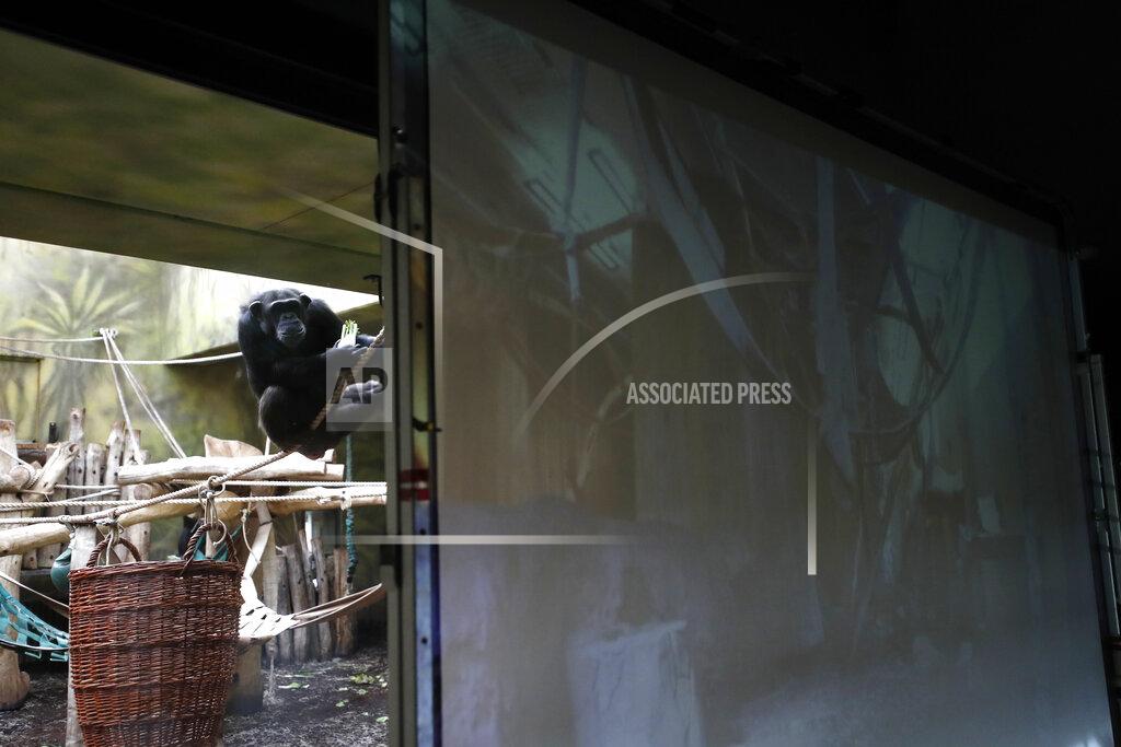 Petr David Josek A chimpanzee watches a screen set at the enclosure at the Safari Park in Dvur Kralove, Czech Republic, Monday, March 15, 2021. To enrich everyday life of their chimpanzees amid a strict lockdown, a zoo park in the Czech Republic has installed a big screen in their enclosure to broadcast for them what fellow chimpanzees are doing at a zoo in Brno. The Safari Park launched the experimental project to give the chimpanzees somebody to watch and give them some fun after crowds of visitors disappeared when the zoo was closed due to the coronavirus pandemic on Dec 18, 2020. (AP Photo/Petr David Josek)