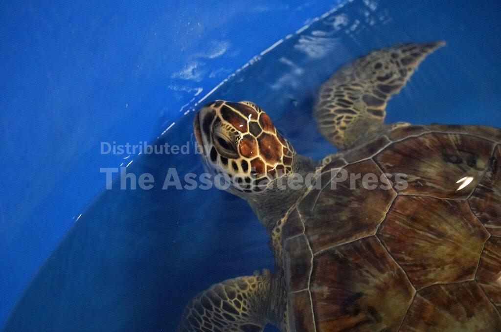 In Israel, mayo provides miracle for endangered turtles – Pottsville ...