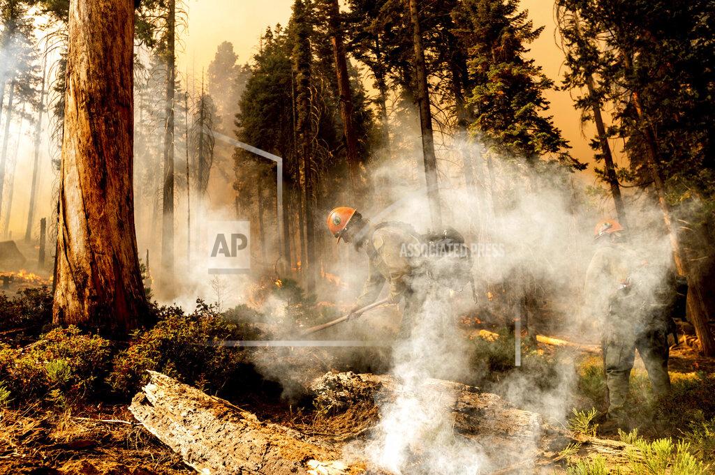 Noah Berger Firefighter Aidan Hart battles the Windy Fire as it burns in the Trail of 100 Giants grove of Sequoia National Forest, Calif., on Sunday, Sept. 19, 2021. (AP Photo/Noah Berger)