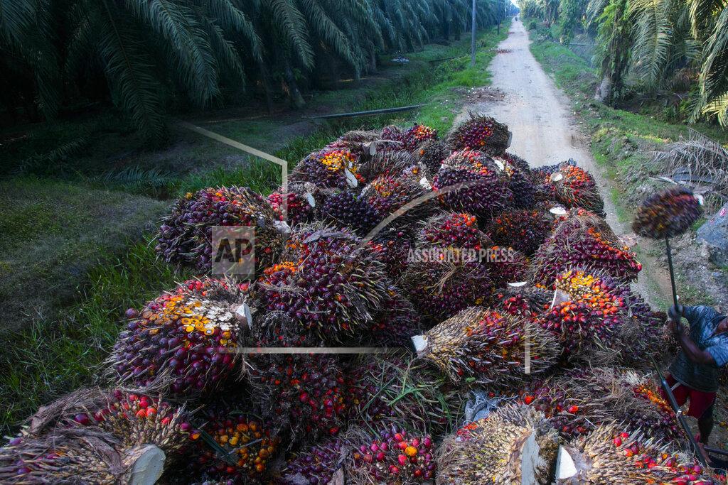 Binsar Bakkara Workers load palm oil fruit weighing up to 50 pounds (22 kilograms) each into a truck on a palm oil plantation in Sumatra, Indonesia, Nov. 13, 2017. Many Western countries relied on their own crops like soybean and corn for cooking, until major retailers discovered the cheap oil from Southeast Asia had almost magical qualities. (AP Photo/Binsar Bakkara)