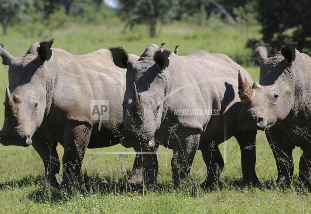 FILE - In this Wednesday, March 8, 2017 file photo, three rhinos line up at the Welgevonden Game Reserve in the Limpopo province, South Africa. South Africa's government has announced the number of rhinos killed in the country's national parks dropped by 33% last year, with COVID-19 restrictions helping by reducing movements around the country, the country’s environmental ministry announced Monday Feb. 1, 2021. (AP Photo/Renee Graham, File)