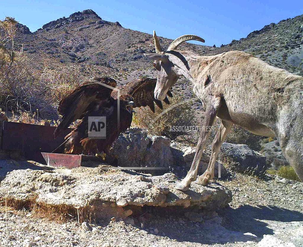 Uncredited FILE - In this 2012 photo from a U.S. Fish and Wildlife Service motion-activated camera, a golden eagle confronts a desert bighorn sheep at Desert National Wildlife Refuge in Nevada. Despite drought, cities in the U.S. West expect their populations to grow considerably in the coming decades. From Phoenix to Boise, officials are working to ensure they have the resources, infrastructure and housing supply to meet growth projections. In certain parts of the region, their efforts are constrained by the fact that sprawling metro areas are surrounded by land owned by the federal government. U.S. Sen. Catherine Cortez Masto wants to remedy the issue in Las Vegas by strengthening protections for some public lands while approving the sale of others to commercial and residential developers. (U.S. Fish and Wildlife Service via AP, File)