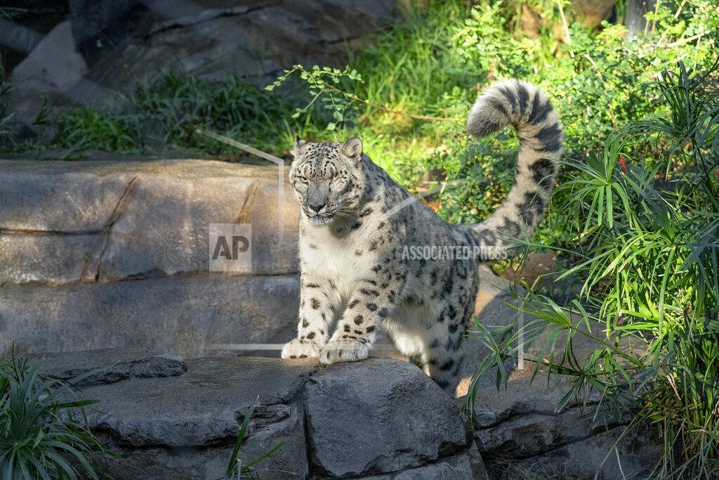 Uncredited This Oct. 17. 2018, photo, provided by the San Diego Zoo Wildlife Alliance, shows Ramil, a male snow leopard, who was tested for the coronavirus after caretakers noticed that he had a cough and runny nose on Thursday, July 22, 2021, at the San Diego Zoo in San Diego. The animal's stool sample was tested by the zoo staff and at a state-level lab, both of which confirmed the presence of the coronavirus, the zoo said in a statement Friday, July 23. It's unclear how Ramil got infected. In 2017, veterinarians removed his left eye due to a chronic condition he already had when he arrived at the zoo. (San Diego Zoo Wildlife Alliance via AP)