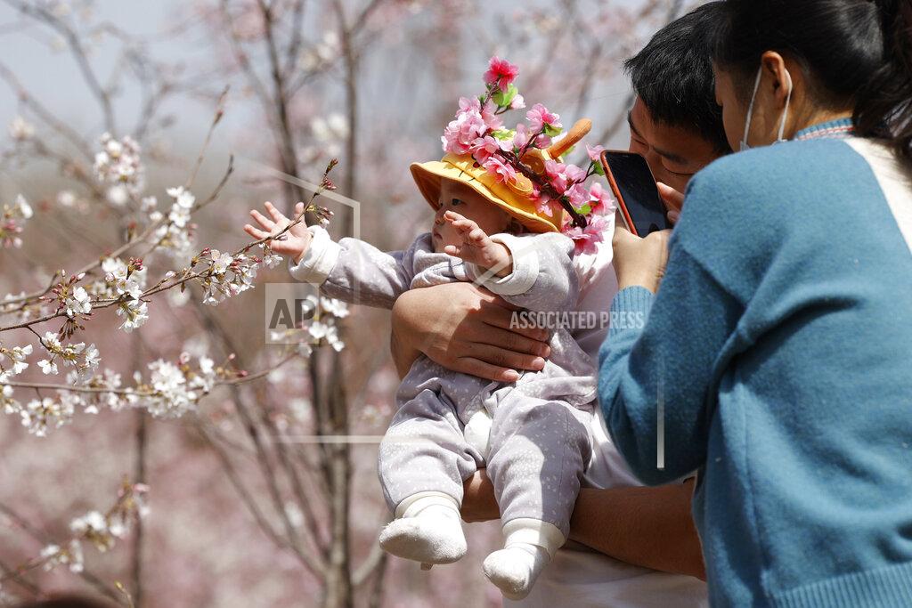 Ng Han Guan A man holds a child for photos near a cherry blossom tree in Beijing on Wednesday, March 24, 2021. China's population grew last year, the government said Thursday, April 29, 2021 following a news report a once-a-decade census might have found a decline, possibly adding to downward pressure on economic growth. (AP Photo/Ng Han Guan)