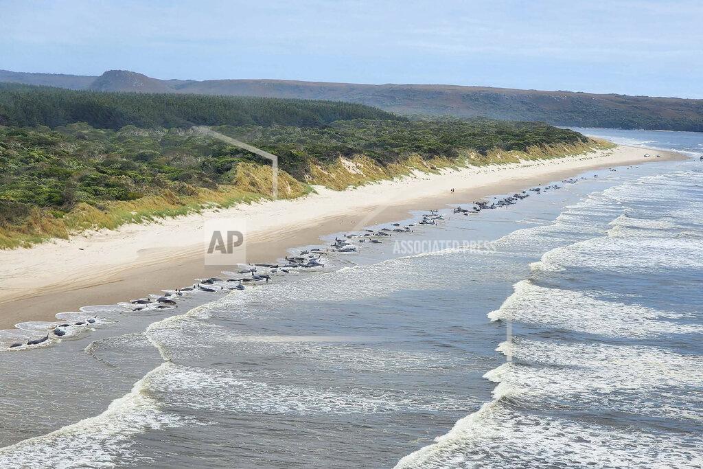 Uncredited ADDS DEATHS Whales are stranded on Ocean Beach at Macquarie Harbour on the west coast of Tasmania of Australia, Wednesday, Sept. 21, 2022. Two more whales died Friday, Sept. 23, 2022, in Australia after a handful that had been refloated a day earlier stranded themselves again. About 200 pilot whales have now died from a group of about 230 that stranded themselves this week on the wild and remote west coast of Tasmania. (Department of Natural Resources and Environment Tasmania via AP)