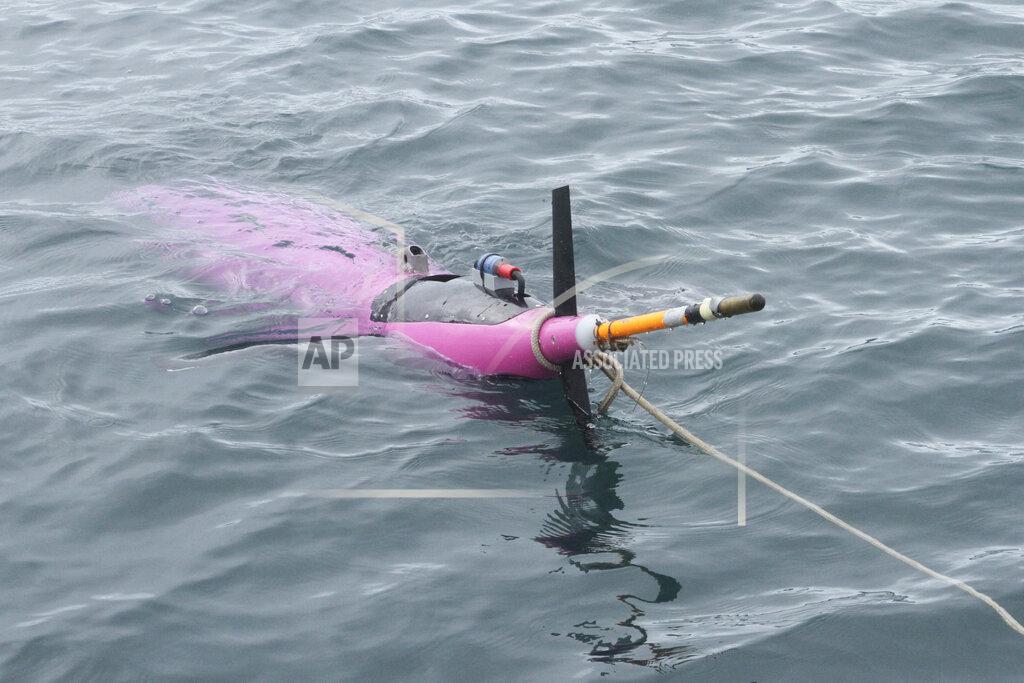 Mark Thiessen This May 4, 2022, photo shows an underwater glider bobbing in the Gulf of Alaska. The glider was fitted with special sensors to study ocean acidification. (AP Photo/Mark Thiessen)