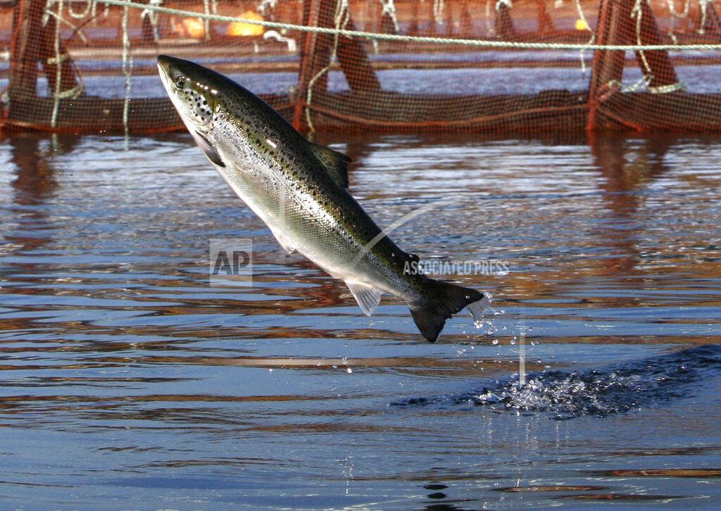 Robert F. Bukaty FILE - In this Oct. 11, 2008 file photo, an Atlantic salmon leaps out of the water at a Cooke Aquaculture farm pen near Eastport, Maine. President Donald Trump is hoping to dramatically upscale aquaculture in the U.S., including expanding the long controversial sector of offshore aquaculture. In May 2020, the president issued an executive order that promised broad changes in how the U.S. regulates fish farming. (AP Photo/Robert F. Bukaty, File)