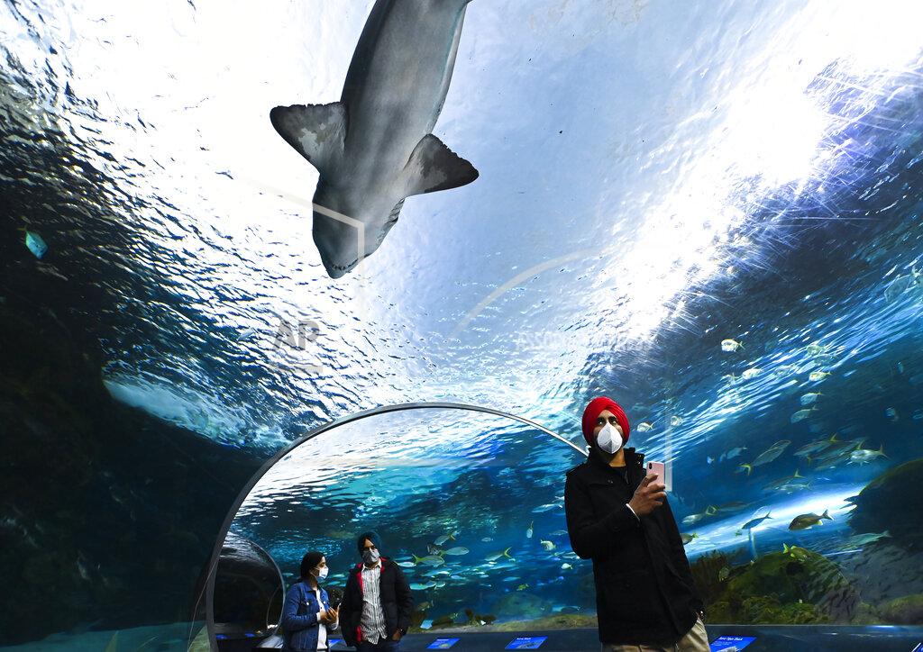 Nathan Denette People wear face masks while watching the marine life at Ripley's Aquarium of Canada during the COVID-19 pandemic in Toronto, on Wednesday, Oct. 28, 2020. (Nathan Denette/The Canadian Press via AP)