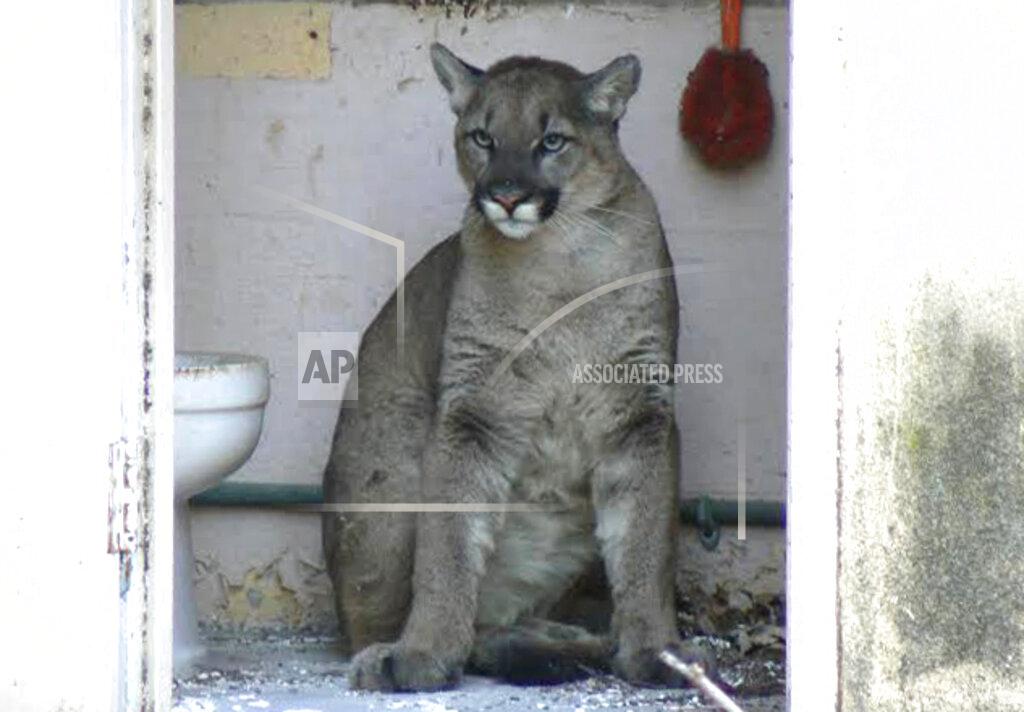 Uncredited A mountain lion sits in an outhouse at the Chatsworth Reservoir at Santa Monica Mountains National Recreation Area on Dec. 4, 2013. After clearing the area and making space, the biologist was able to flush the lion into the adjoining open space without incident. Los Angeles and Mumbai, India are the world’s only megacities of 10 million-plus where large felines breed, hunt and maintain territory within urban boundaries. Long-term studies in both cities have examined how the big cats prowl through their urban jungles, and how people can best live alongside them. (National Park Service via AP)