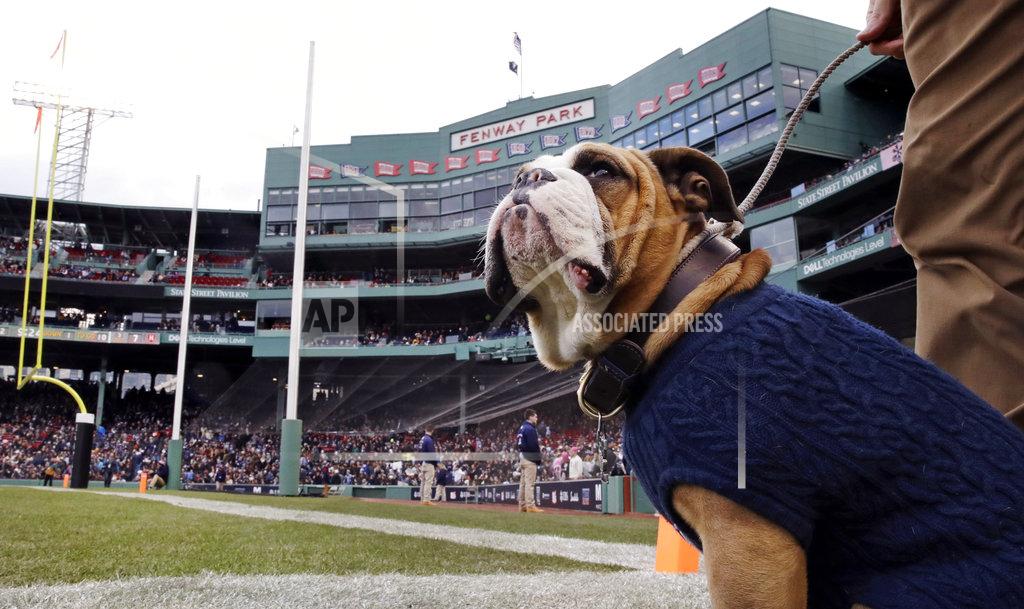 Charles Krupa Yale Bulldog mascot, known as Handsome Dan XVIII, sits in the end zone during the first half of an NCAA college football game against Harvard at Fenway Park in Boston, Saturday, Nov. 17, 2018. (AP Photo/Charles Krupa)
