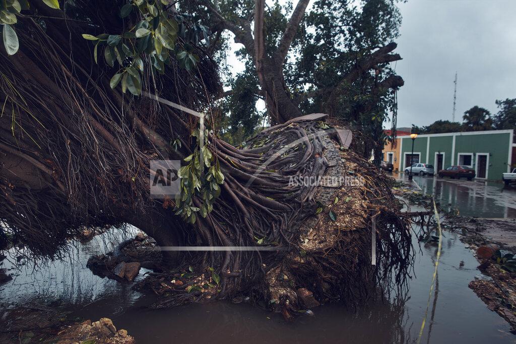 Andres Kudacki Rain falls during Hurricane Delta over a fallen tree toppled by a previous storm, Gamma, in Valladolid, Mexico, Wednesday, Oct. 7, 2020. Hurricane Delta made landfall Wednesday just south of the Mexican resort of Cancun as a Category 2 storm, downing trees and knocking out power to some resorts along the northeastern coast of the Yucatan Peninsula two days after storm Gamma hit the area. (AP Photo/Andres Kudacki)