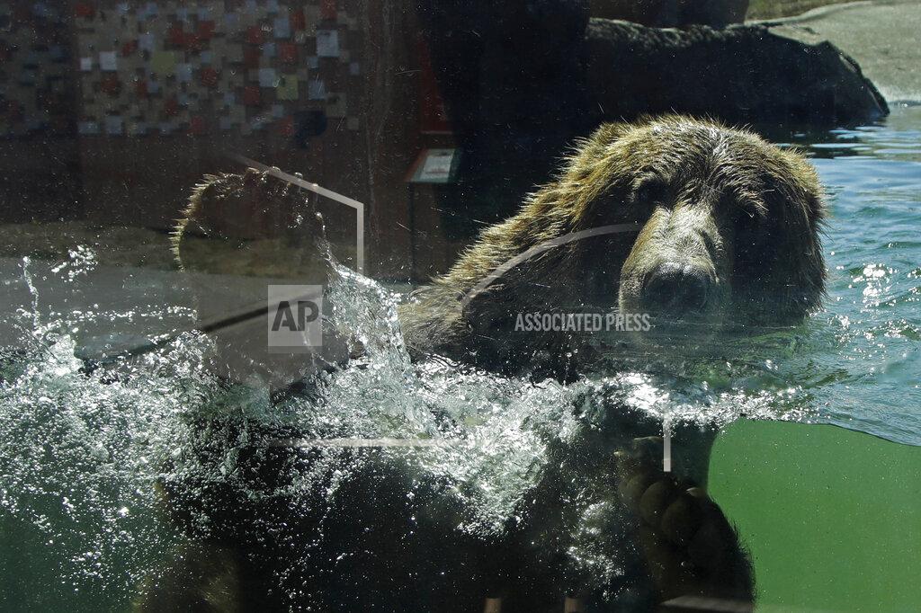 Ben Margot A bear swims in his habitat at the Oakland Zoo on July 2, 2020, in Oakland, Calif. Zoos and aquariums from Florida to Alaska are struggling financially because of closures due to the coronavirus pandemic. Yet animals still need expensive care and food, meaning the closures that began in March, the start of the busiest season for most animal parks, have left many of the facilities in dire financial straits. (AP Photo/Ben Margot)