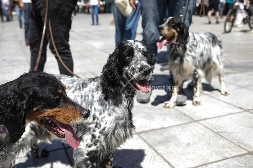 Yorgos Karahalis Dogs with their owners are seen during a rally against a proposed law by the government related to household pets, at Syntagma square, in Athens, Sunday, May 23, 2021. Several hundred dog owners, most of them also hunters, and their pets, protested outside the Greek Parliament Sunday against a new law, still at the consultation stage, that mandates sterilization of household pets. (AP Photo/Yorgos Karahalis)