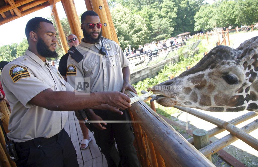 In this July 6, 2018, photo, University of Minnesota football players Jerry Gibson, right, and Winston DeLattiboudere feed a giraffe while working as security guards this summer at the Como Park Zoo and Conservatory for the city of St. Paul, Minn., a few miles from the university campus. One of the Gophers coaches connected them to the opportunity. (AP Photo/Jim Mone)