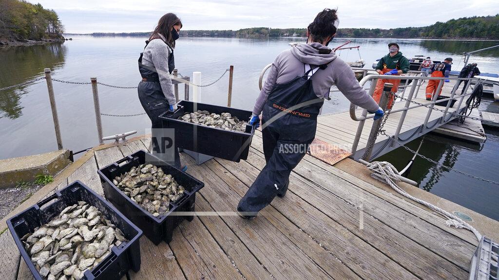 Charles Krupa Alix Laferriere, right, and Brianna Group, both of the The Nature Conservancy, carry trays of adult "Uglie" oysters from Maine to awaiting oyster boats at Great Bay, Monday, May 3, 2021, in Durham, N.H. Thousands of Uglies from Maine, which were left to grow due to lack of retail demand of more than a year because of the virus outbreak, were relocated to Great Bay to enhance the shellfish species in New Hampshire coastal waters. (AP Photo/Charles Krupa)