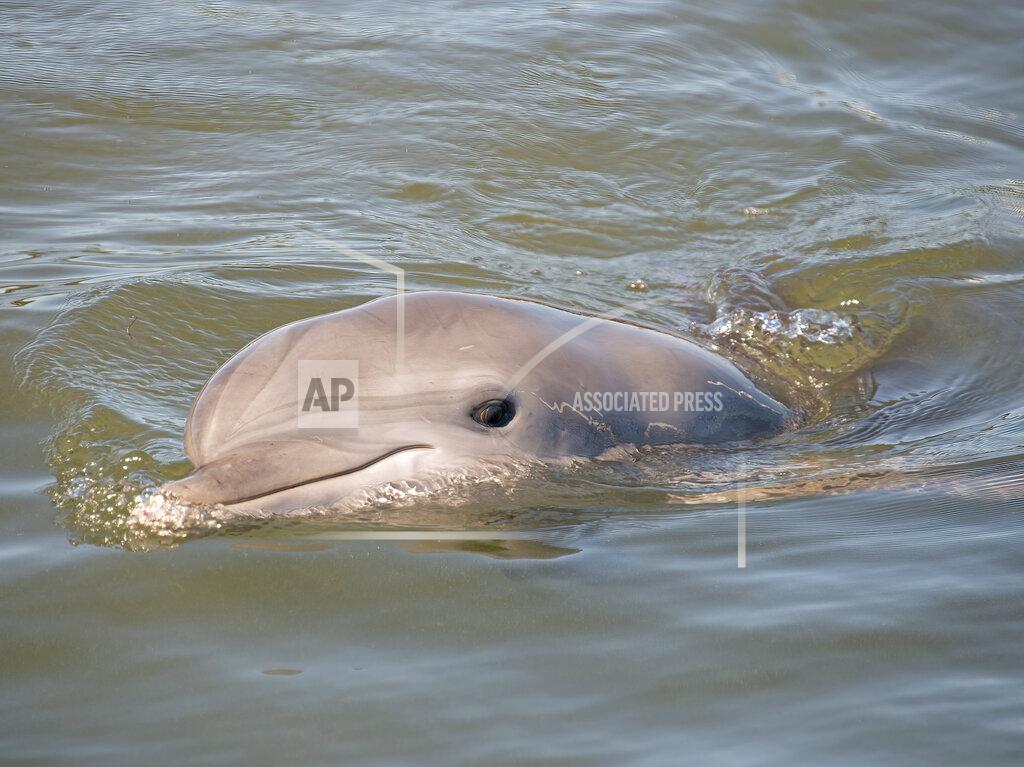Andy Newman In this photo provided by the Florida Keys News Bureau, Ranger, a juvenile male bottlenose dolphin, adapts to his new home at Dolphin Research Center Thursday, May 12, 2022, in Marathon, Fla. Ranger was flown March 25, to the Florida Keys from the Texas State Aquarium Wildlife Rescue Center after being rescued in June 2021 from Goose Island State Park in Texas, suffering from a respiratory infection and dehydration following his mother's death. Because the dolphin can't be released, National Marine Fisheries Service chose DRC to be his forever home. (Andy Newman/Florida Keys News Bureau via AP)