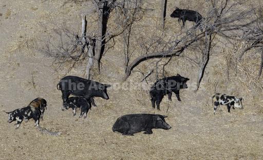 Exploding wild pig population on western Canadian prair... - Vimarsana News