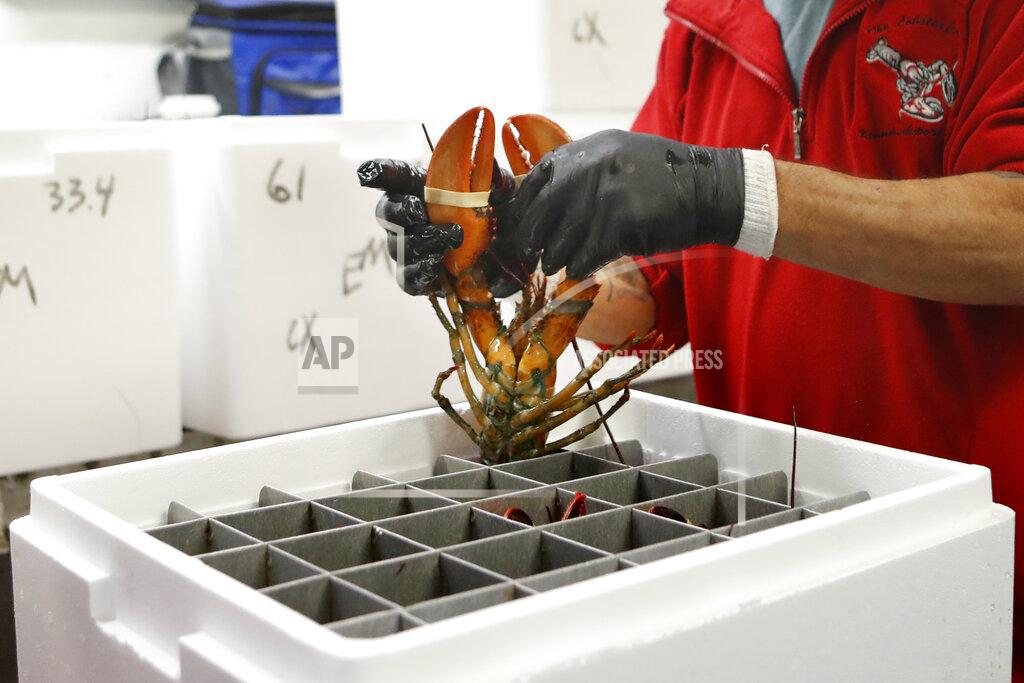 Robert F. Bukaty FILE- In this Sept. 11, 2018, file photo, a lobster is packed into a shipping container in Arundel, Maine. America's lobster industry recovered from the Trump trade war to have a good 2020, but it is approaching one of the busiest times of the year with trepidation because of coronavirus. Chinese New Year shipments will be complicated by the virus this year. (AP Photo/Robert F. Bukaty, File)