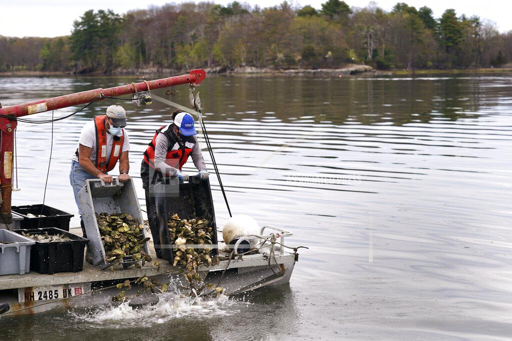 Charles Krupa Brian Gennaro, owner of Virgin Oyster Co., left, and Alix Laferriere, of the The Nature Conservancy, dump out a trays of adult "Uglie" oysters from Maine onto a relocation area at Great Bay, Monday, May 3, 2021, in Durham, N.H. Thousands of Uglies from Maine, which were left to grow due to lack of retail demand of more than a year because of the virus outbreak, were relocated to Great Bay to enhance the shellfish species in New Hampshire coastal waters. (AP Photo/Charles Krupa)